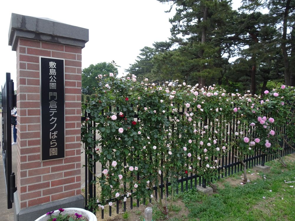 敷島公園門倉テクノばら園_1