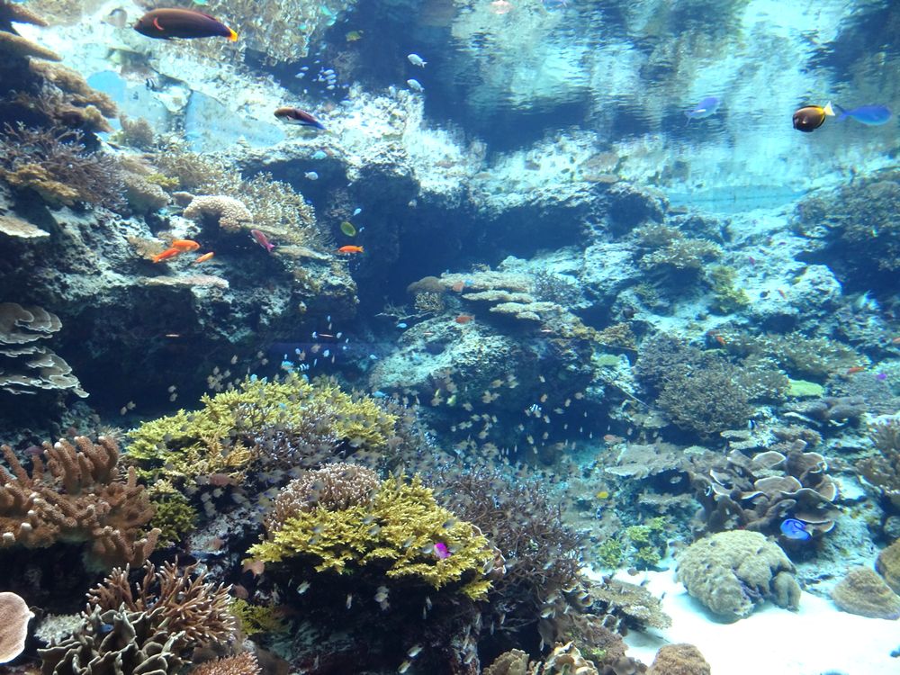 沖縄美ら海水族館_30