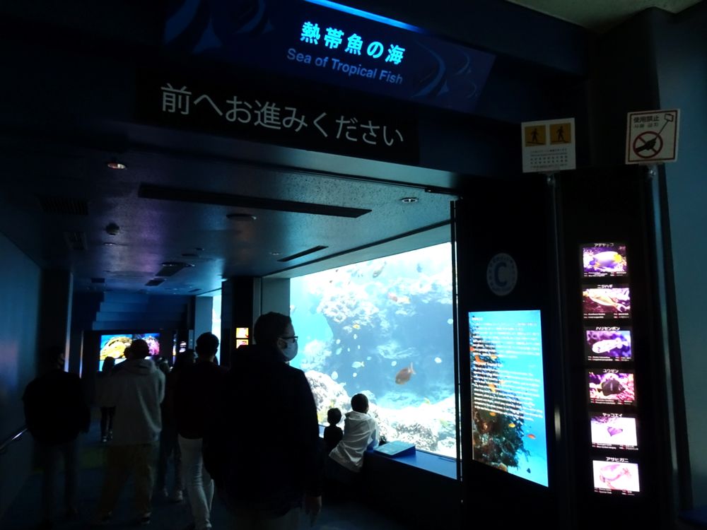 沖縄美ら海水族館_31