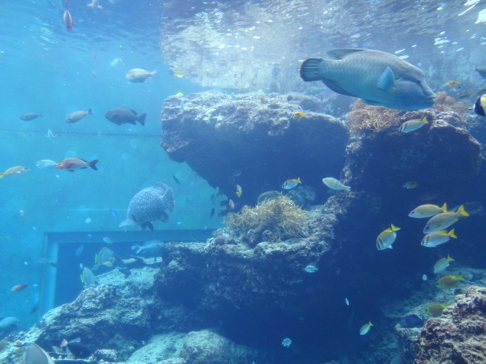 沖縄美ら海水族館_32