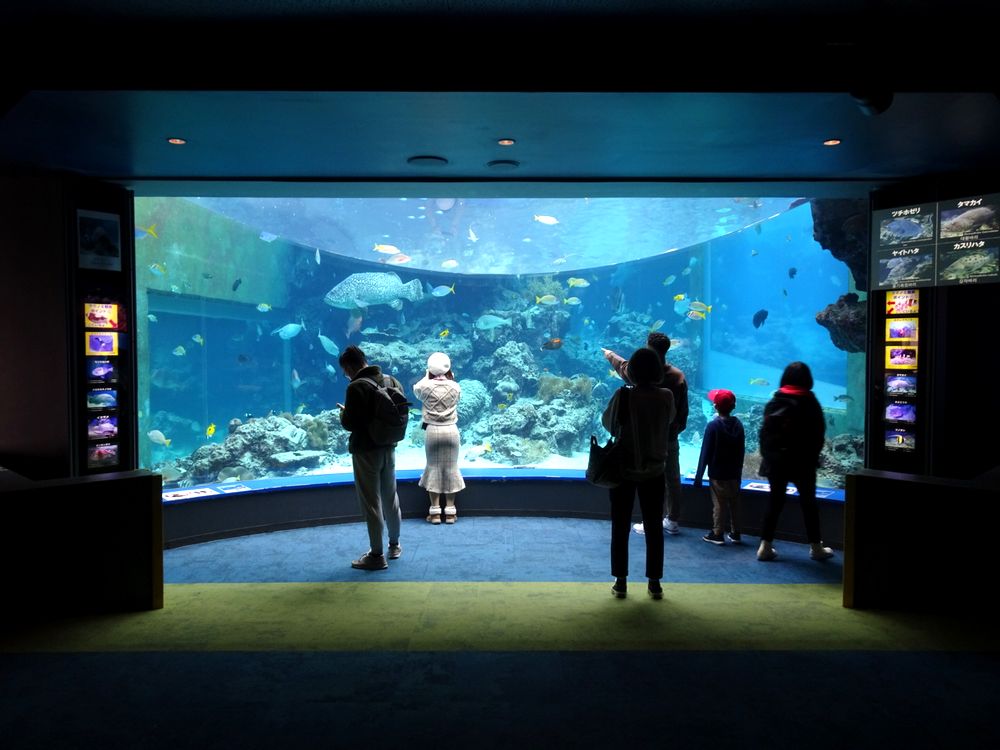 沖縄美ら海水族館_33