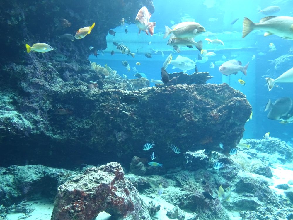 沖縄美ら海水族館_34