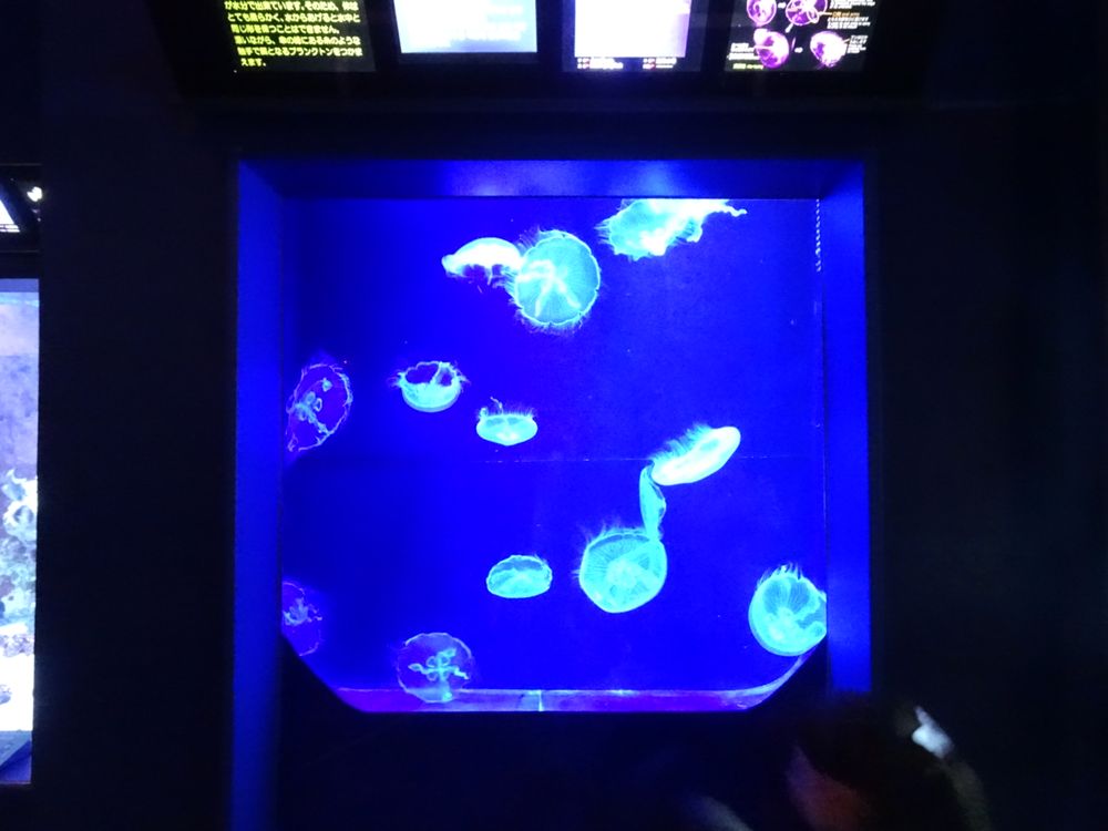 沖縄美ら海水族館_38