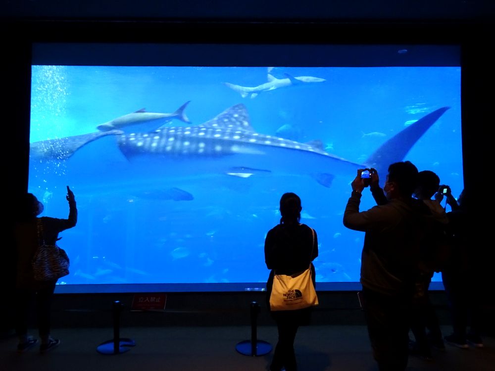 沖縄美ら海水族館_43