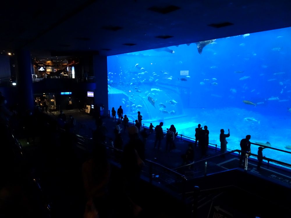 沖縄美ら海水族館_50