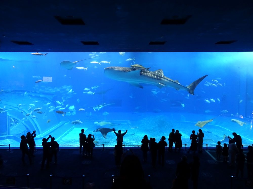 沖縄美ら海水族館_51