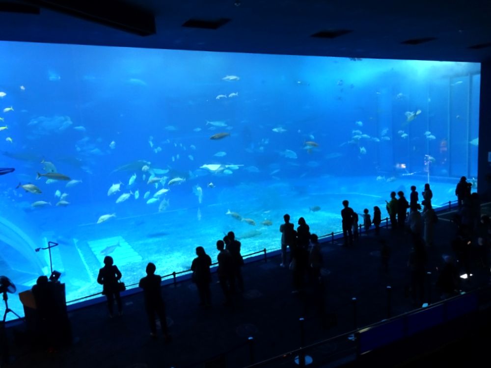 沖縄美ら海水族館_52