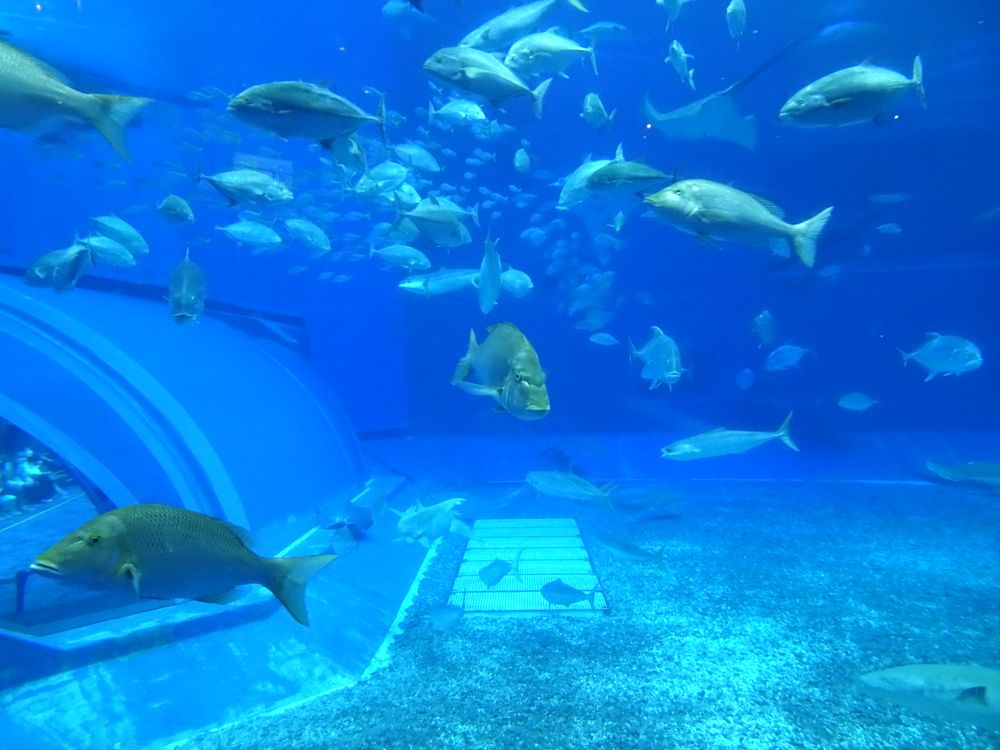 沖縄美ら海水族館_54