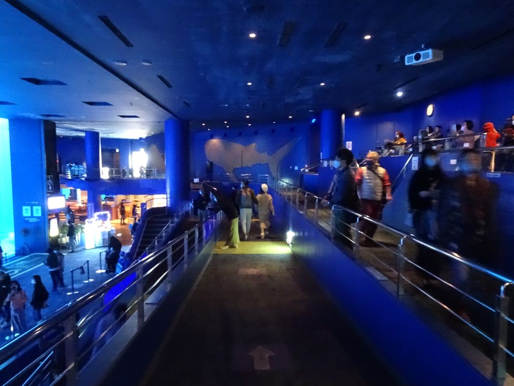 沖縄美ら海水族館_55