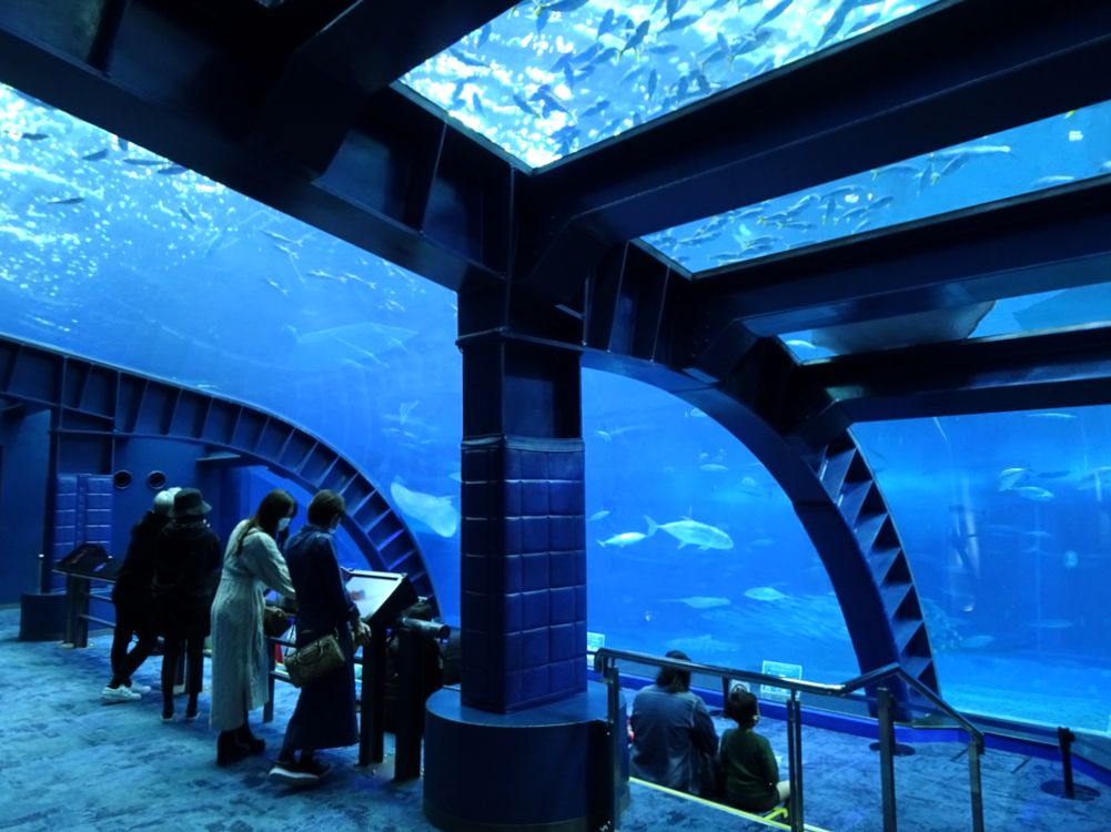 沖縄美ら海水族館_57