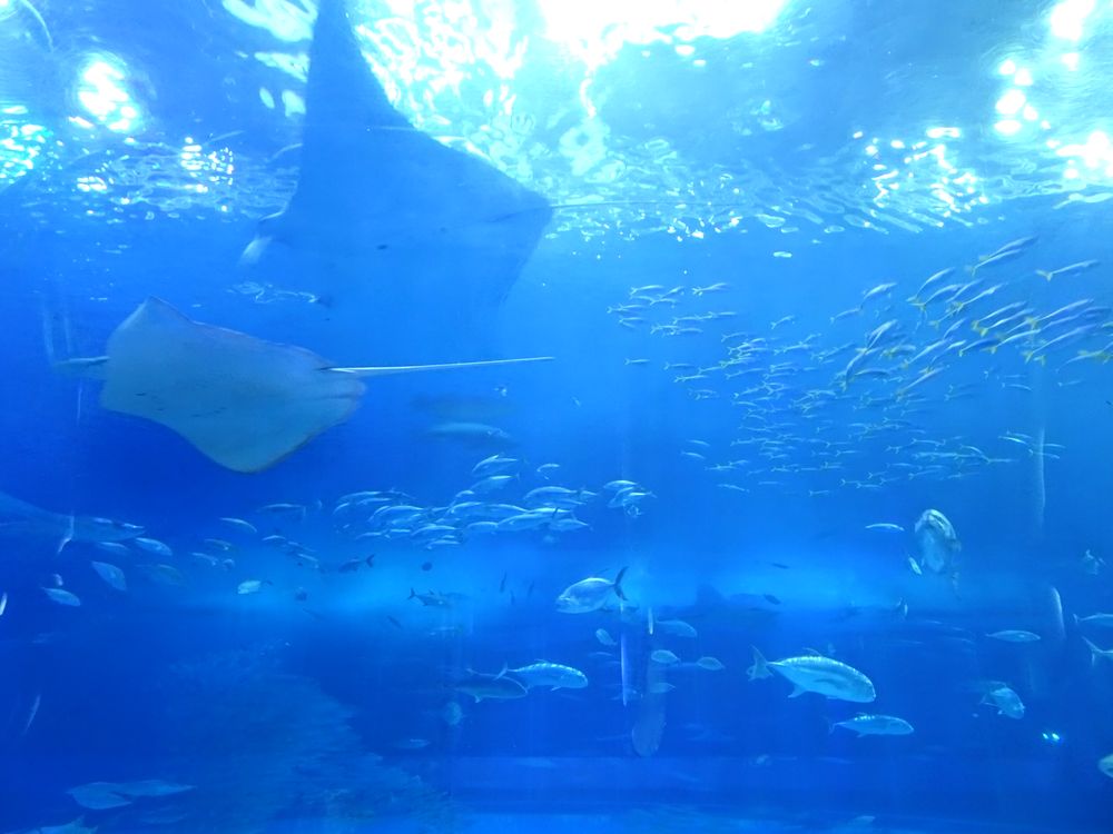 沖縄美ら海水族館_61