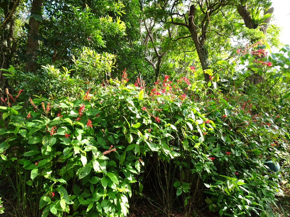 東南植物楽園_20