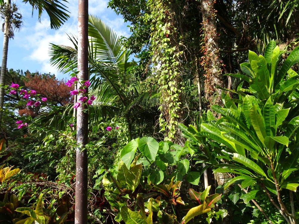 東南植物楽園_32