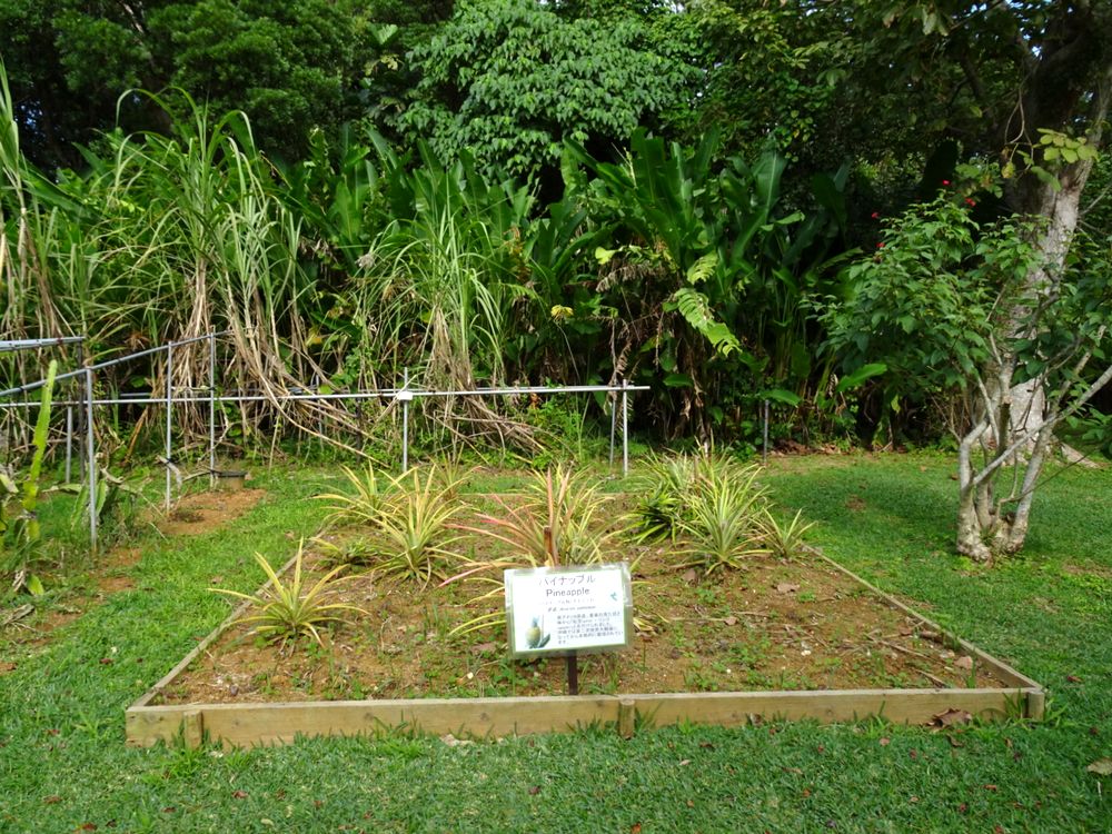 東南植物楽園_44