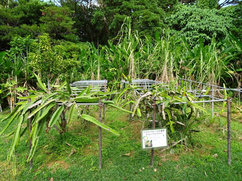 東南植物楽園_45