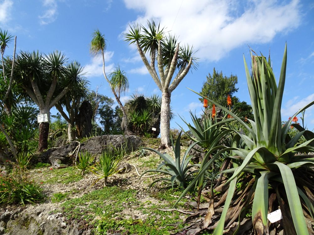 東南植物楽園_48