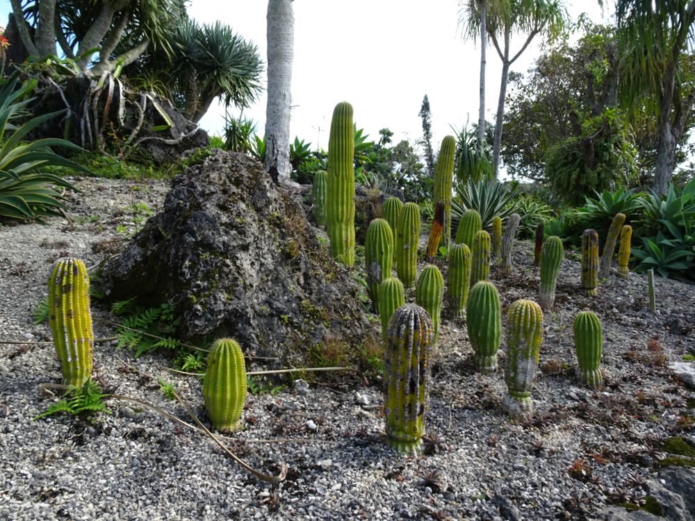 東南植物楽園_50