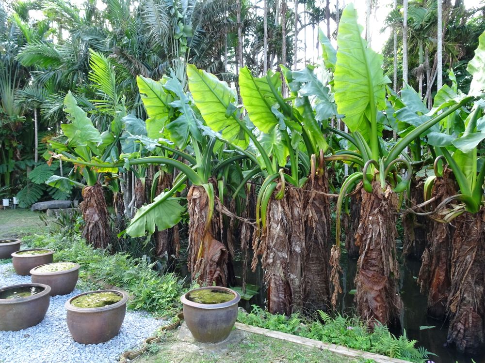 東南植物楽園_69