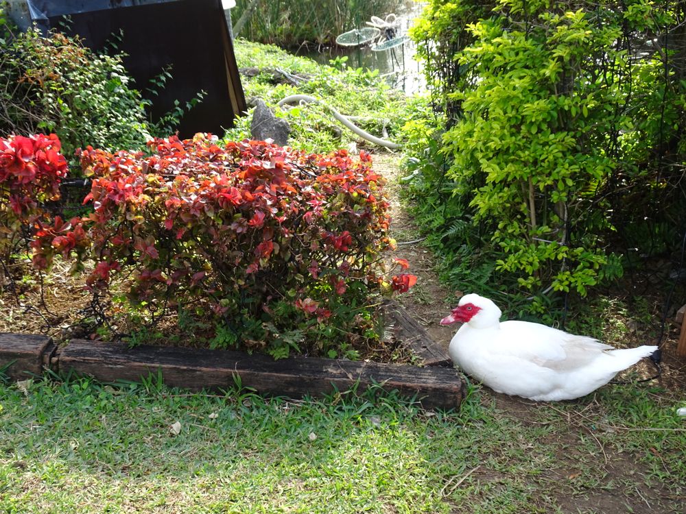 東南植物楽園_78