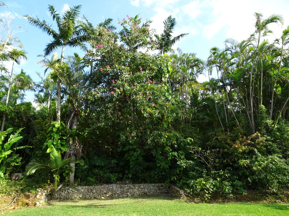 東南植物楽園_97