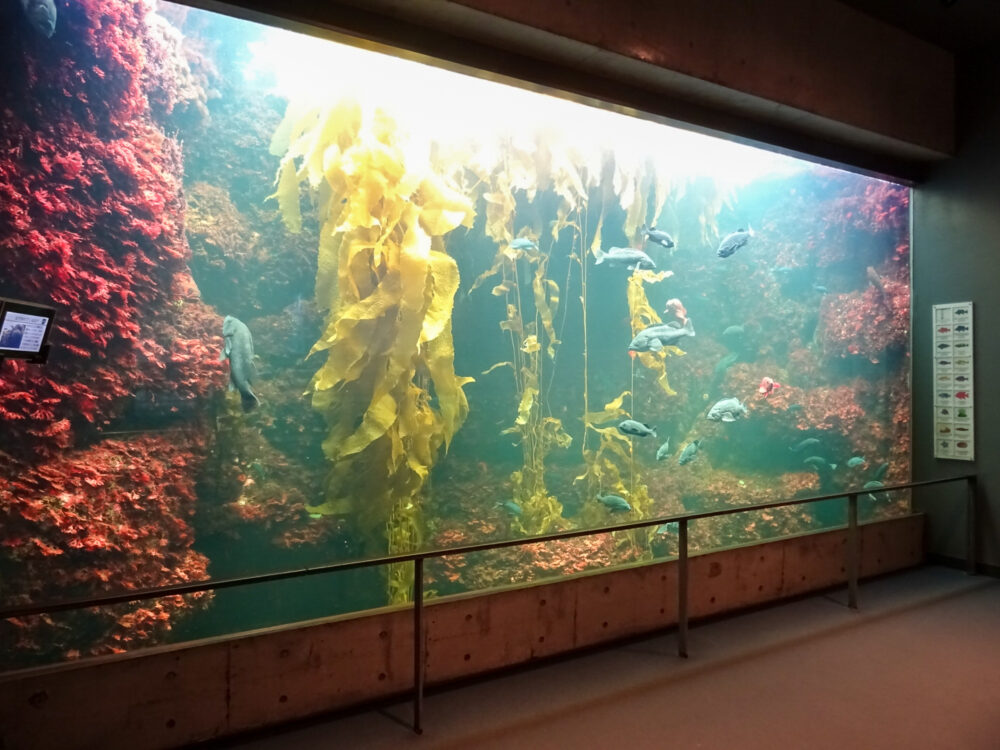 葛西臨海水族園_32