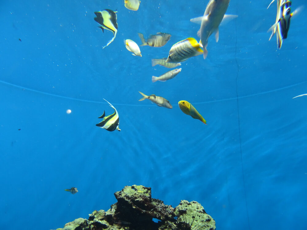 葛西臨海水族園_33