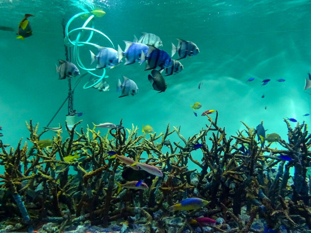 葛西臨海水族園_34