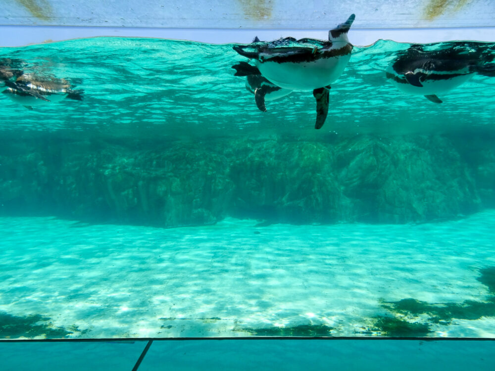 葛西臨海水族園_49