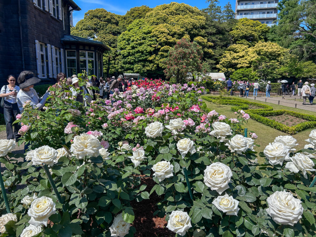 旧古河庭園_20