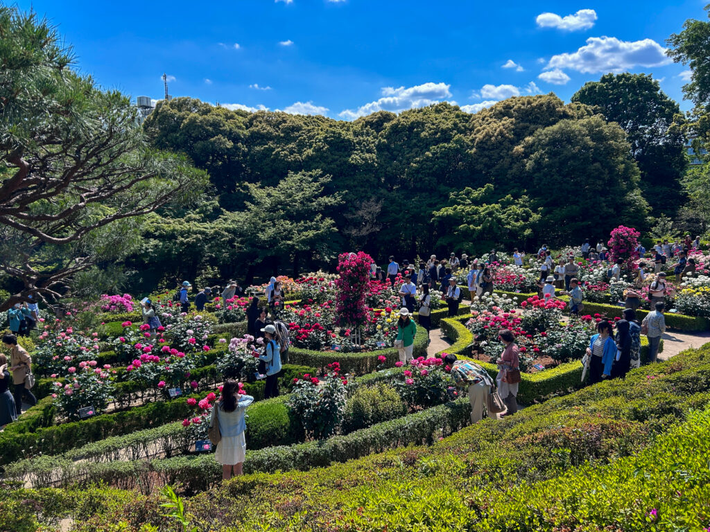 旧古河庭園_41
