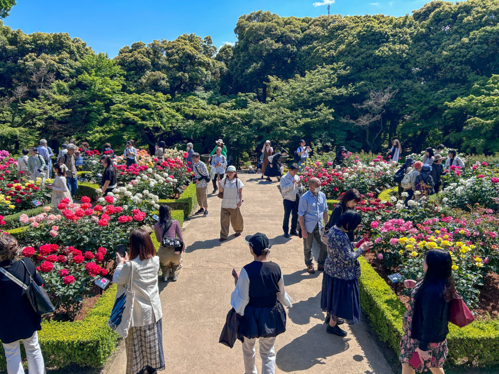 旧古河庭園_44