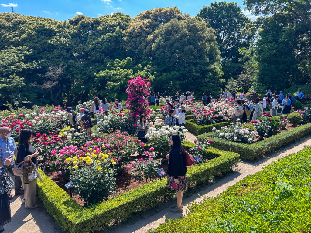 旧古河庭園_45