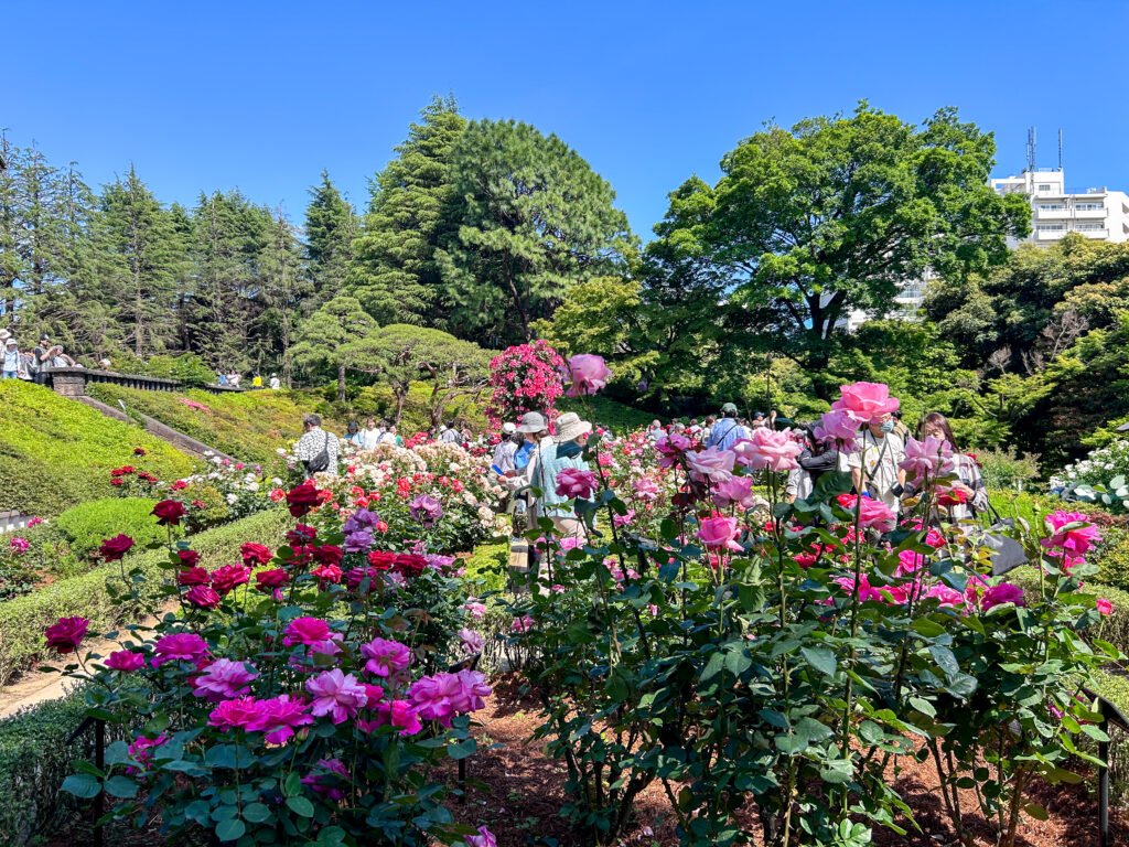 旧古河庭園_56