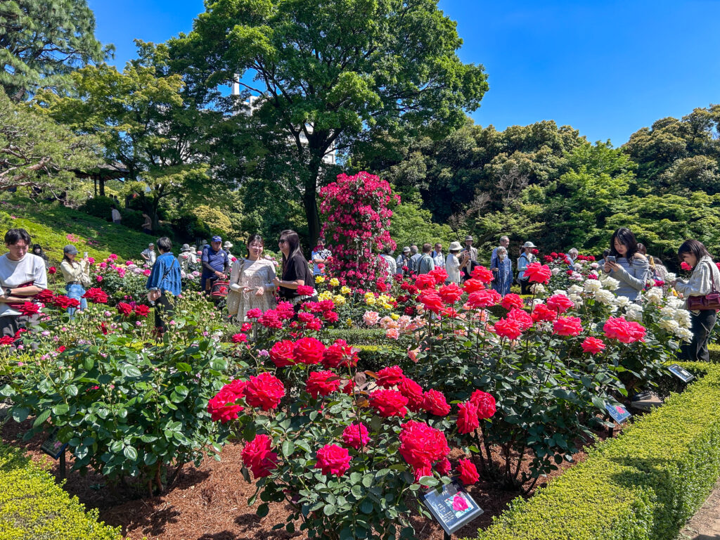 旧古河庭園_63