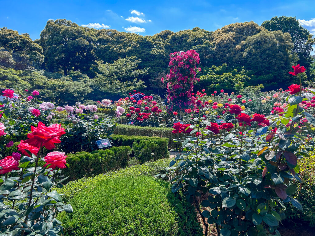 旧古河庭園_65