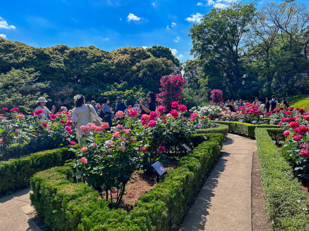旧古河庭園_66