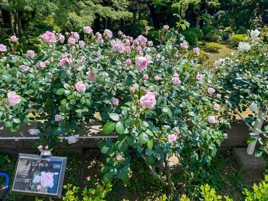 旧古河庭園_73