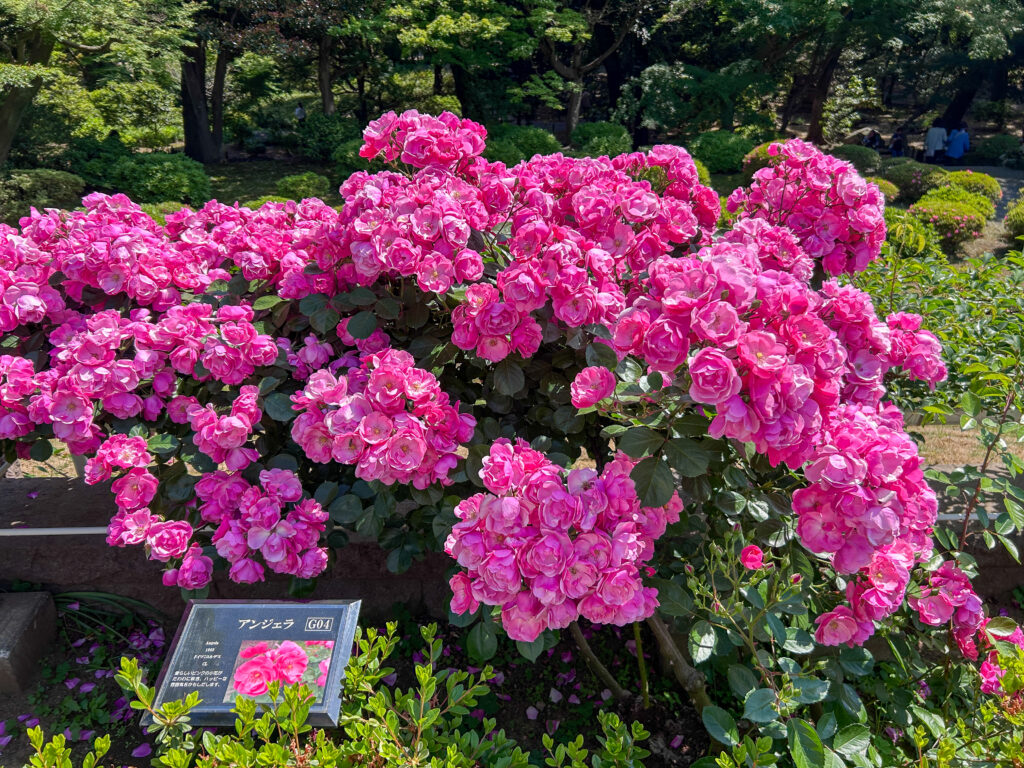 旧古河庭園_74