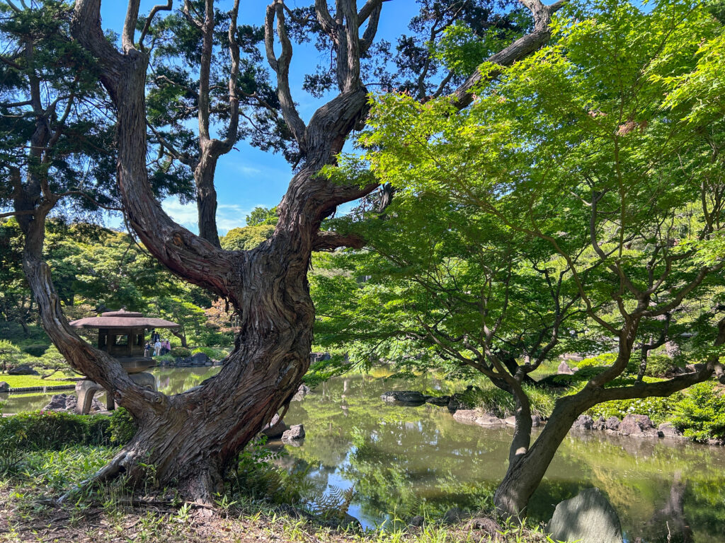 旧古河庭園_88