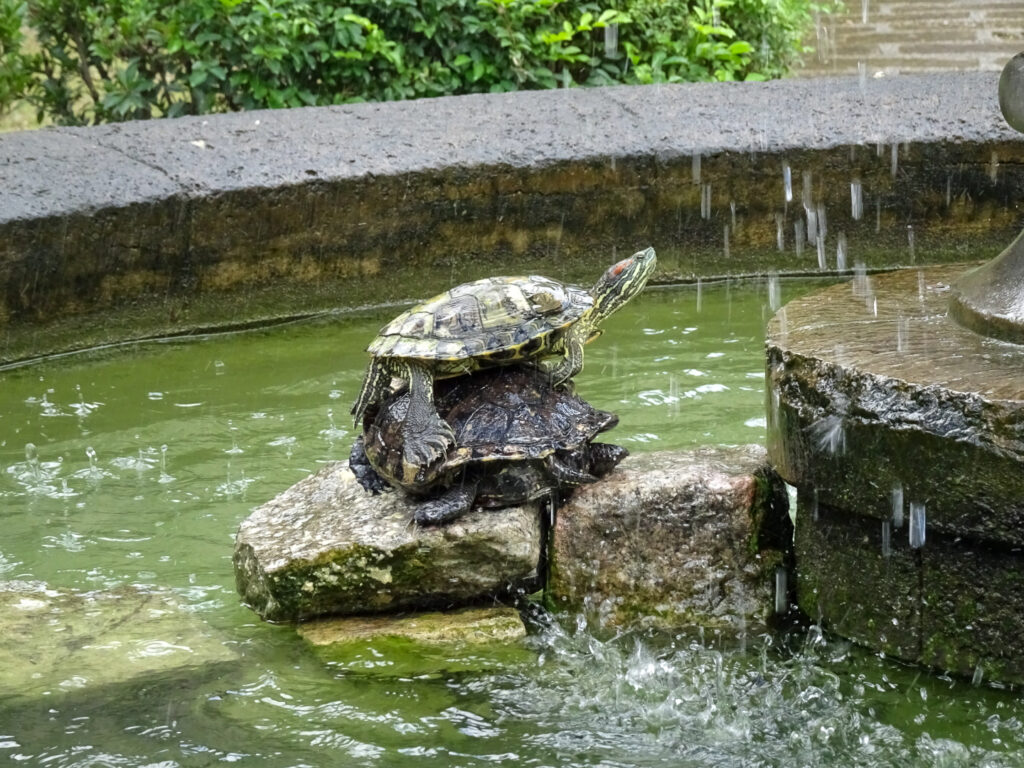 サン・アグスティン教会_28